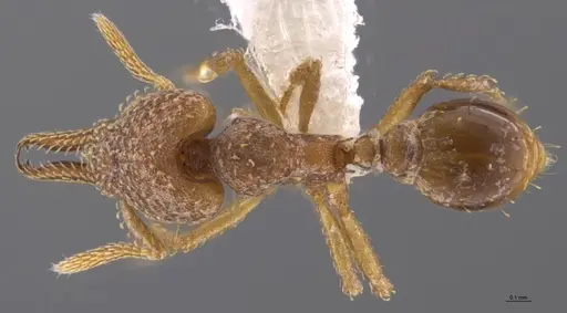 Strumigenys paniaguae - CASENT0629112