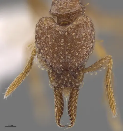 Strumigenys paniaguae - CASENT0629112