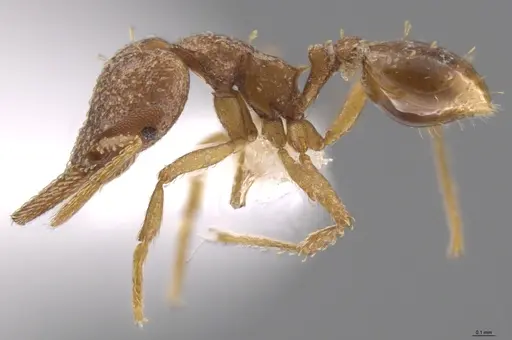 Strumigenys paniaguae - CASENT0629112