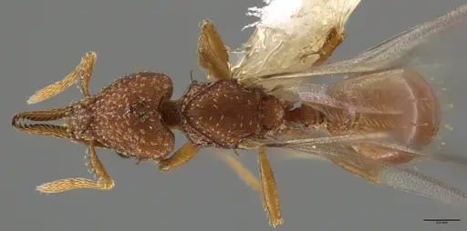 Strumigenys paniaguae - CASENT0648595