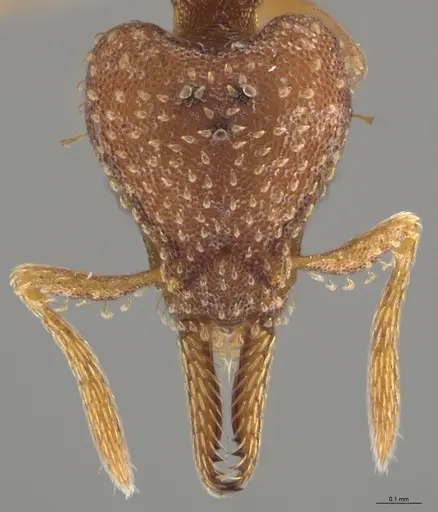 Strumigenys paniaguae - CASENT0648595