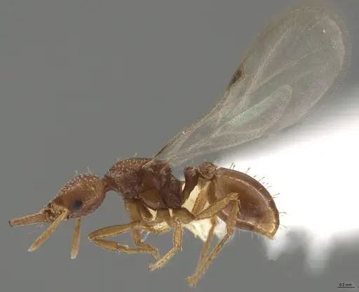 Strumigenys paniaguae - CASENT0648595