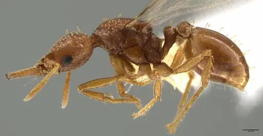 Strumigenys paniaguae - CASENT0648595