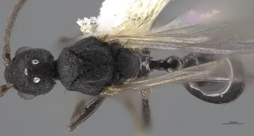 Strumigenys paniaguae - CASENT0648596