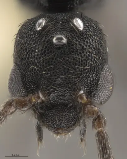 Strumigenys paniaguae - CASENT0648596