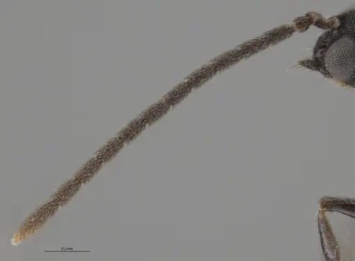 Strumigenys paniaguae - CASENT0648596