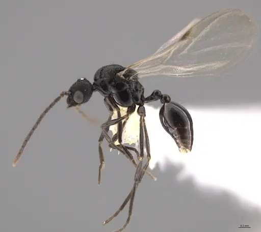 Strumigenys paniaguae - CASENT0648596