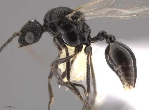 Strumigenys paniaguae - CASENT0648596