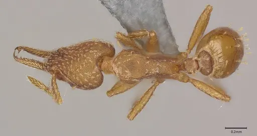 Strumigenys paniaguae - CASENT4036160