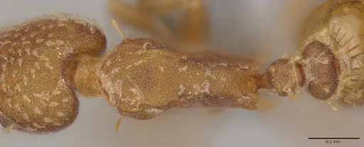 Strumigenys paniaguae - CASENT4036160