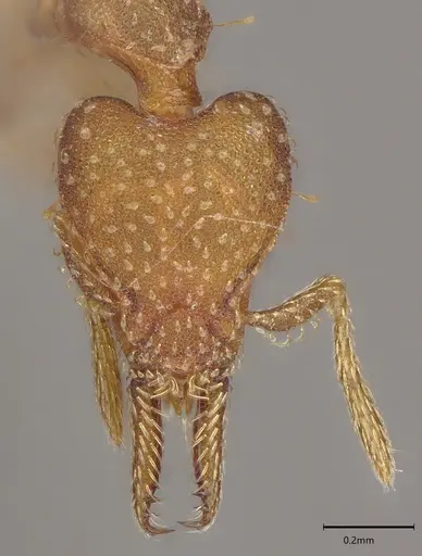 Strumigenys paniaguae - CASENT4036160