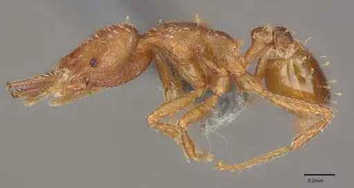 Strumigenys paniaguae - CASENT4036160