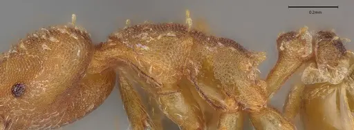 Strumigenys paniaguae - CASENT4036160