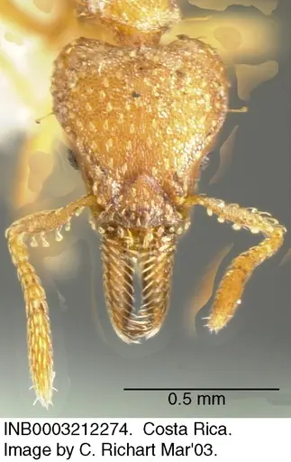 Strumigenys paniaguae - INB0003212274