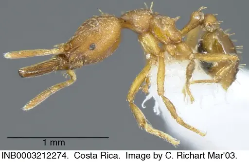 Strumigenys paniaguae - INB0003212274