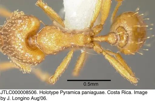 Strumigenys paniaguae - JTLC000008506