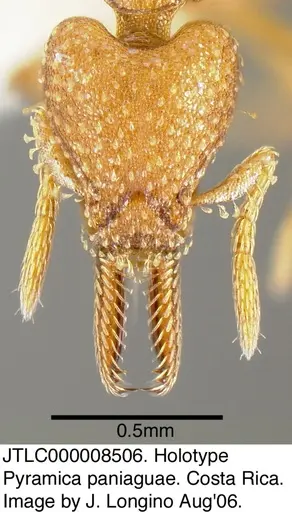 Strumigenys paniaguae - JTLC000008506