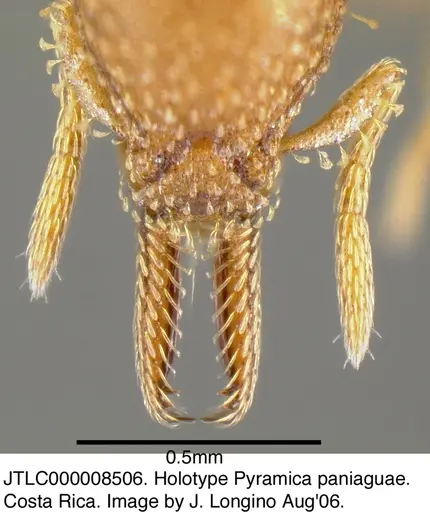 Strumigenys paniaguae - JTLC000008506