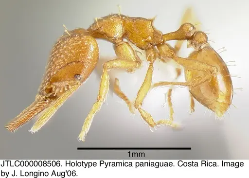 Strumigenys paniaguae - JTLC000008506