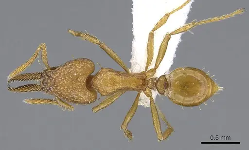 Strumigenys paniaguae - JTLC000008508