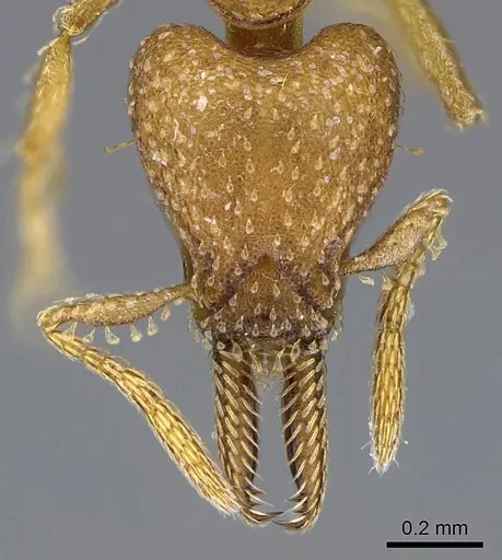 Strumigenys paniaguae - JTLC000008508