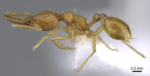 Strumigenys paniaguae - JTLC000008508