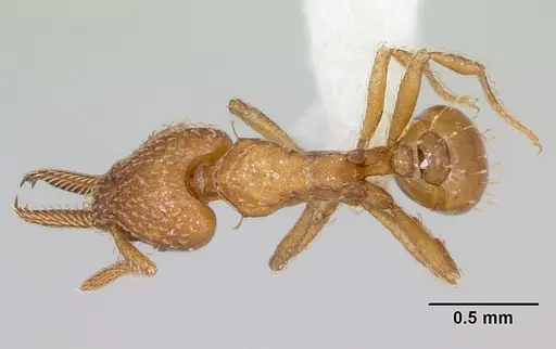 Strumigenys paniaguae - JTLC000008509