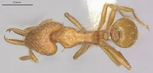 Strumigenys paniaguae - JTLC000008509