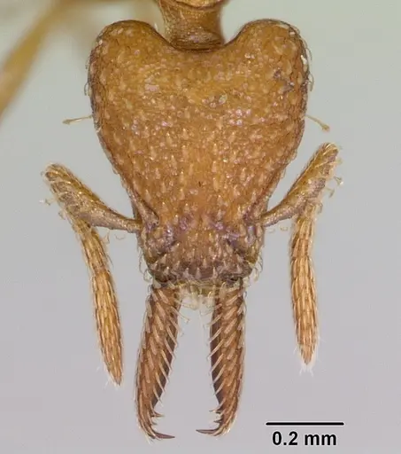 Strumigenys paniaguae - JTLC000008509