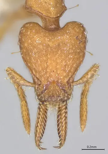 Strumigenys paniaguae - JTLC000008509