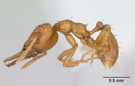 Strumigenys paniaguae - JTLC000008509