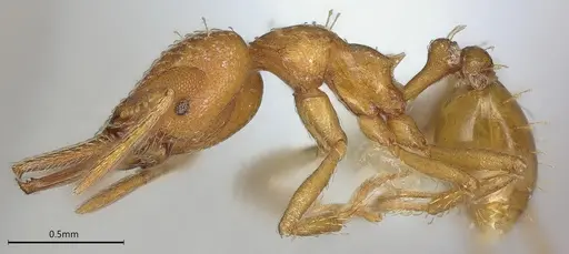 Strumigenys paniaguae - JTLC000008509