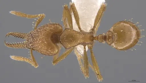 Strumigenys paniaguae - JTLC000008514