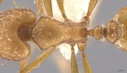 Strumigenys paniaguae - JTLC000008514