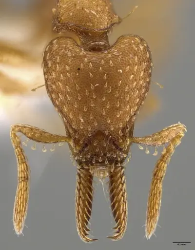 Strumigenys paniaguae - JTLC000008514