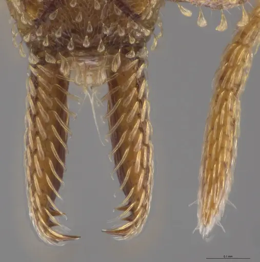 Strumigenys paniaguae - JTLC000008514