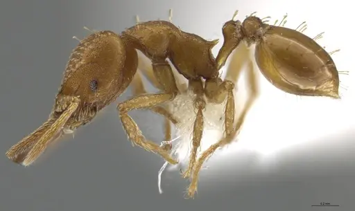 Strumigenys paniaguae - JTLC000008514