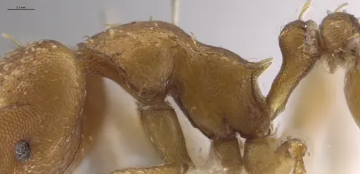 Strumigenys paniaguae - JTLC000008514