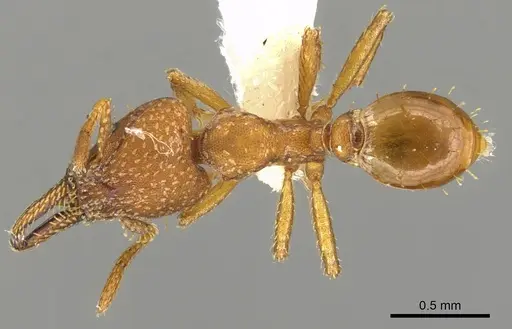 Strumigenys paniaguae - LACMENT144683