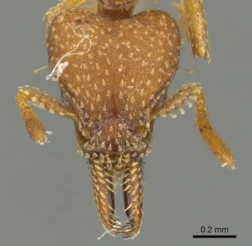 Strumigenys paniaguae - LACMENT144683