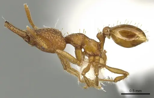 Strumigenys paniaguae - LACMENT144683