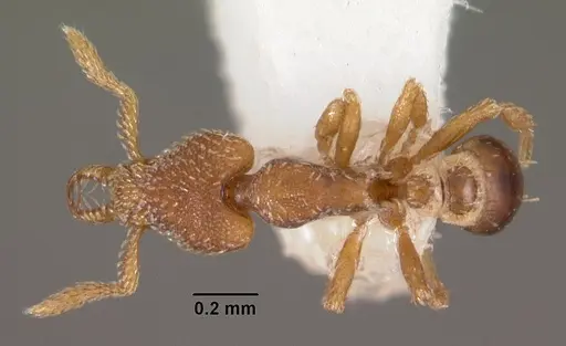 Strumigenys panopla specimen