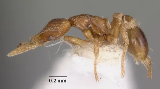 Strumigenys panopla specimen
