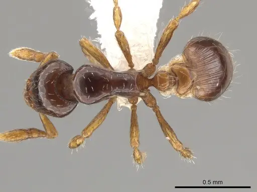 Strumigenys paradoxa specimen