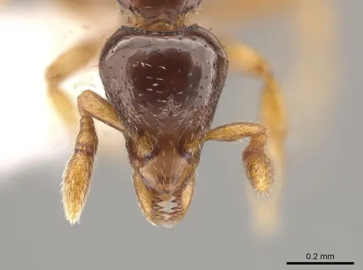 Strumigenys paradoxa specimen