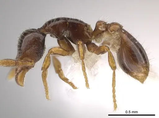 Strumigenys paradoxa specimen