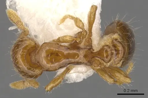 Strumigenys paradoxa - INBIOCRI001259868