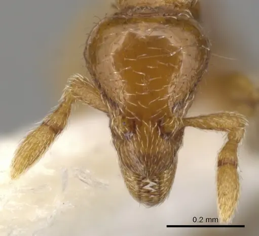 Strumigenys paradoxa - INBIOCRI001259868