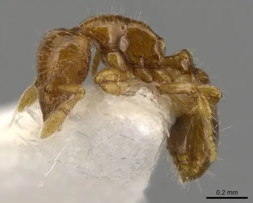 Strumigenys paradoxa - INBIOCRI001259868