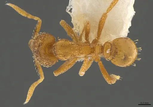 Strumigenys paranax specimen